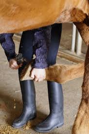 Hoof Care